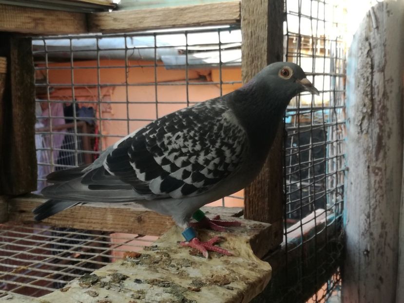  - 2018-Naparlirea decurge bine