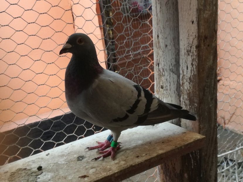  - 2018-Naparlirea decurge bine