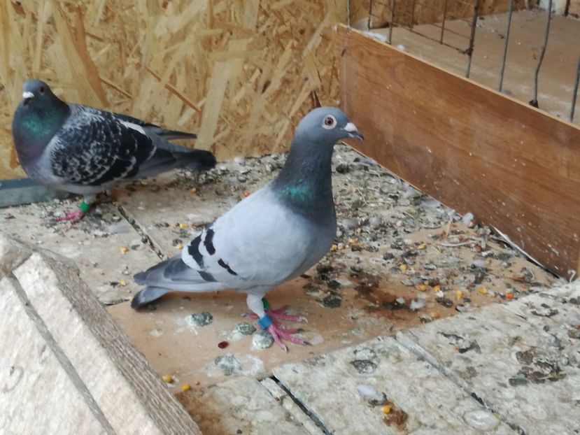  - 2018-Naparlirea decurge bine