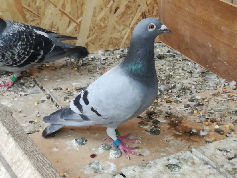  - 2018-Naparlirea decurge bine