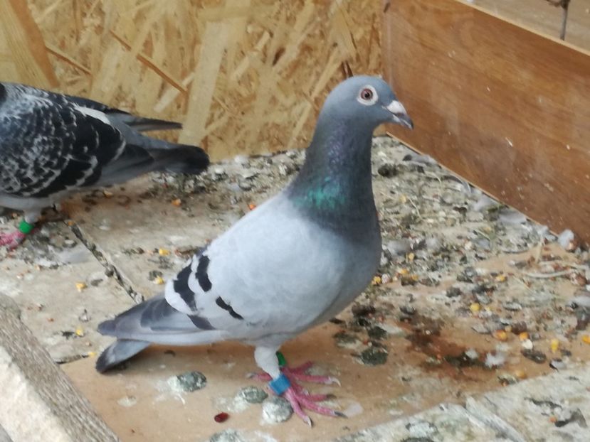  - 2018-Naparlirea decurge bine