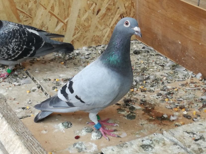  - 2018-Naparlirea decurge bine