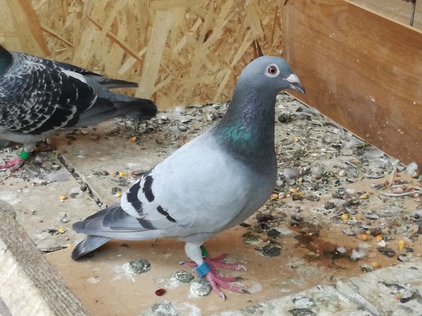  - 2018-Naparlirea decurge bine