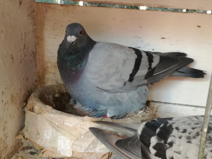  - 2018-Naparlirea decurge bine