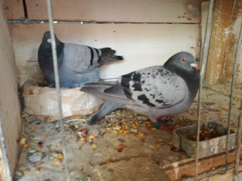  - 2018-Naparlirea decurge bine