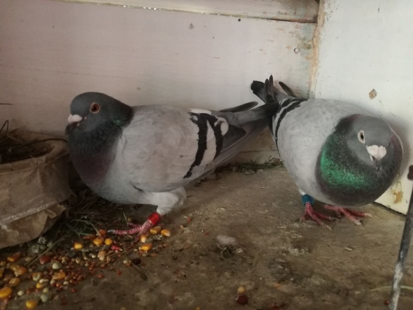  - 2018-Naparlirea decurge bine