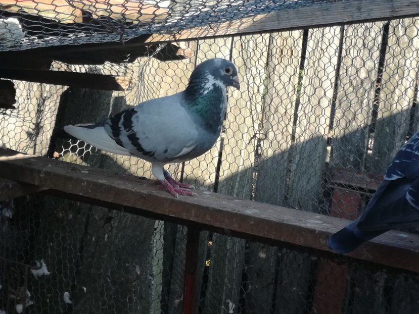  - 2018-Naparlirea decurge bine