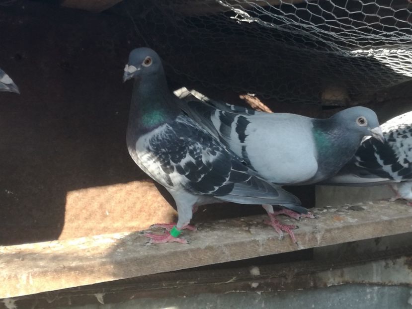  - 2018-Naparlirea decurge bine