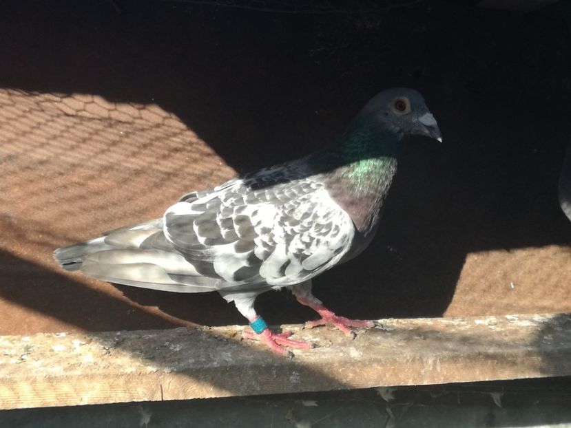  - 2018-Naparlirea decurge bine