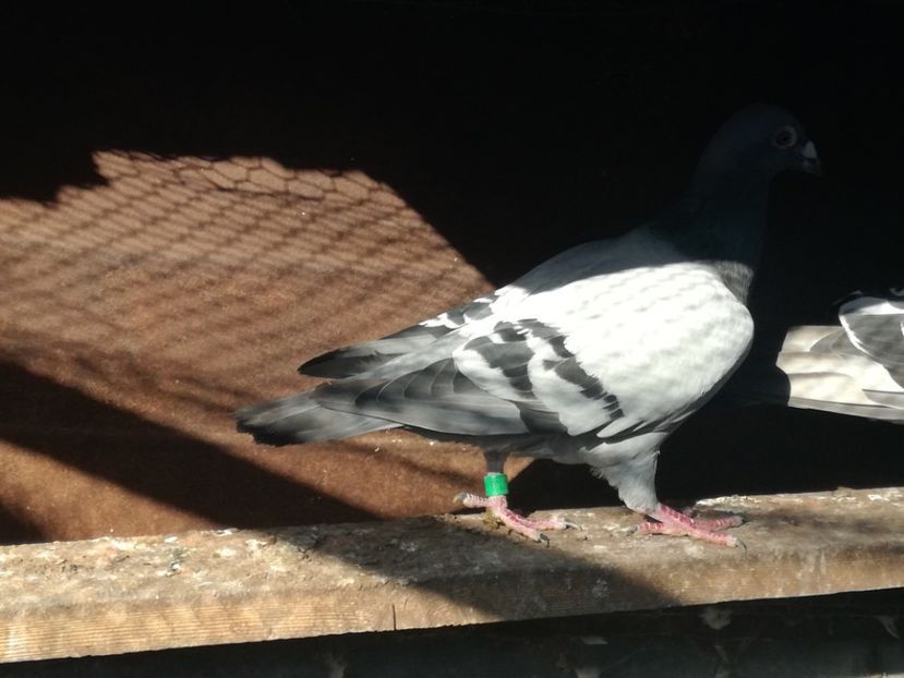  - 2018-Naparlirea decurge bine