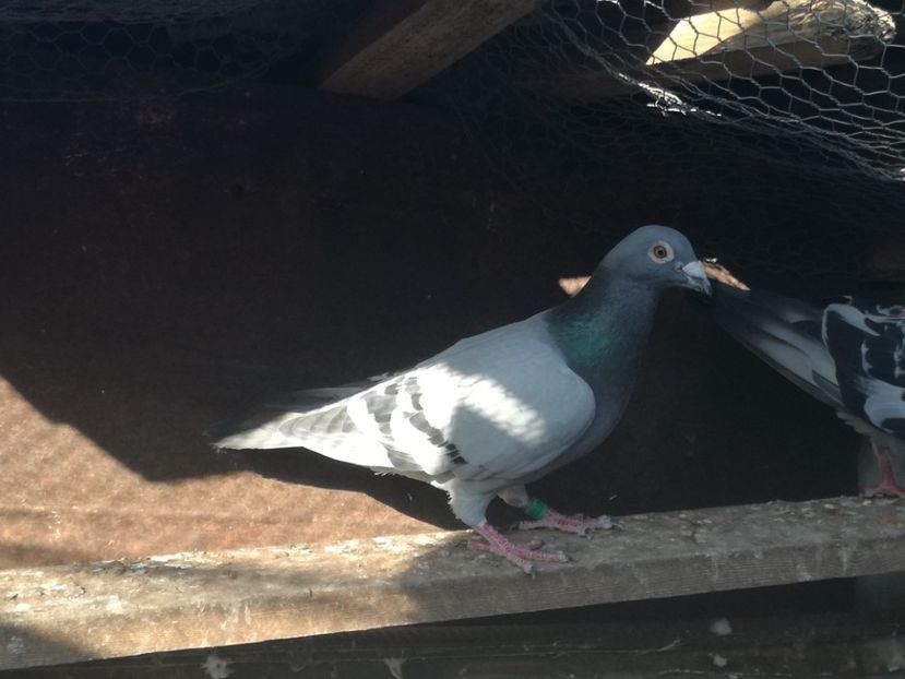  - 2018-Naparlirea decurge bine