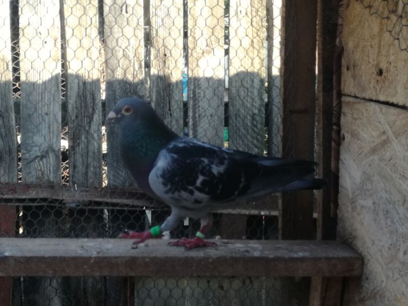  - 2018-Naparlirea decurge bine