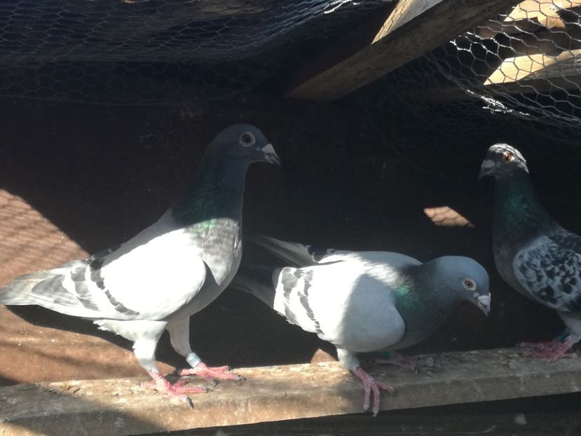  - 2018-Naparlirea decurge bine