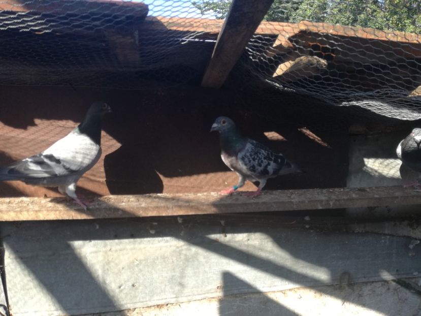  - 2018-Naparlirea decurge bine