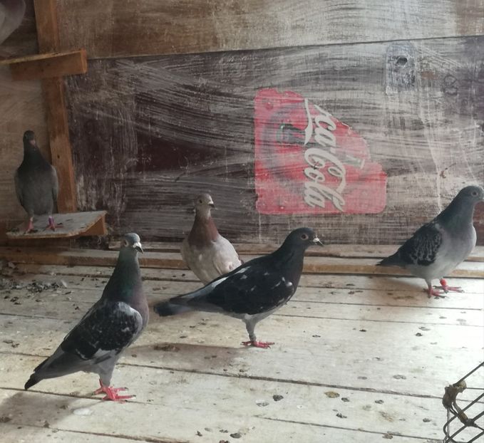  - 2018-Naparlirea decurge bine