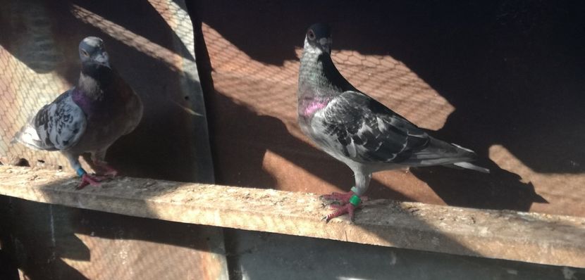  - 2018-Naparlirea decurge bine