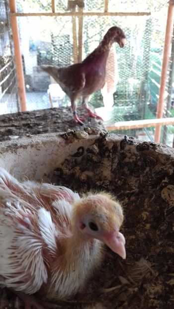 Alb 2018 - Kamaromi 2015-2023