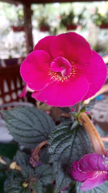 Serges Fantasy - Serges Fantassy