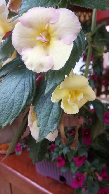  - Yellow english rose