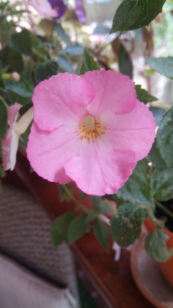  - Vie en Rose