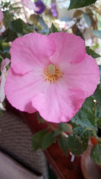  - Vie en Rose