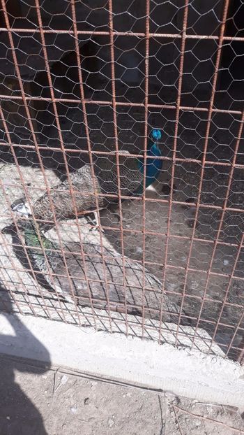 IMG-20180914-WA0007 - Păuni Standard