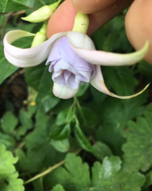 Holly’s beauty - Fucsii 2018