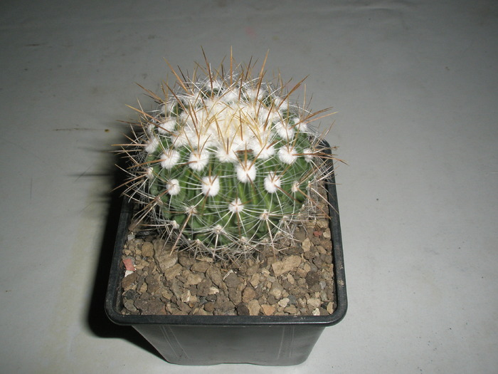 Echinofossulocactus - 04.02 - achizitii 2010