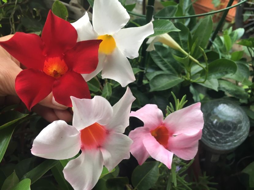 697BFDF8-AB62-46BF-AEE2-DE24F5F4FDA5 - Mandeville 2018