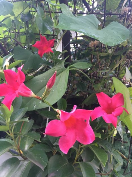 E1EECAB9-4C65-4707-9FFE-4A902D1EA97F - Mandeville 2018