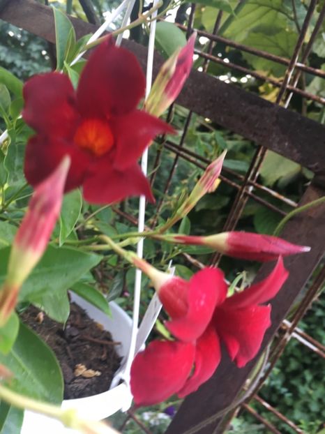 09F5F3A3-0B67-4366-8F75-C775F5F0D4CE - Mandeville 2018