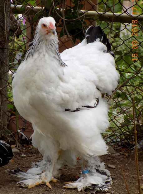  - VIITOR SPERANTE PTR 2019