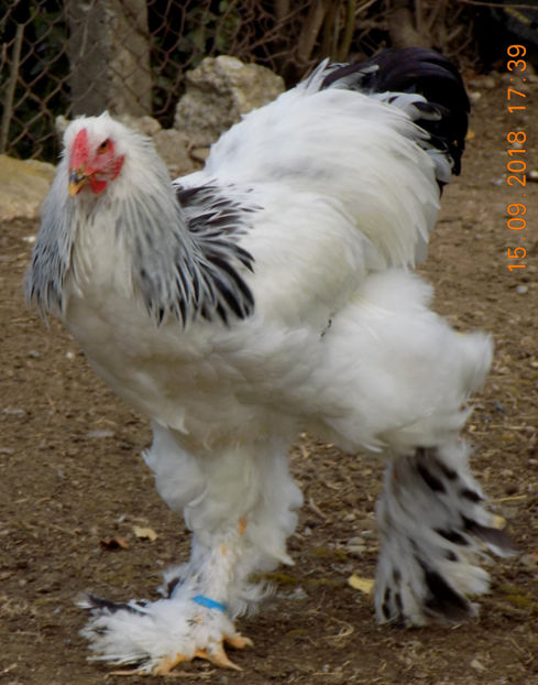  - VIITOR SPERANTE PTR 2019