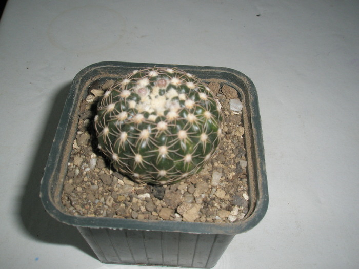 Notocactus de la Brico - 04.02