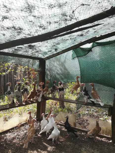 MATCA PT.2019 - CARRIER PT MATCA 2019