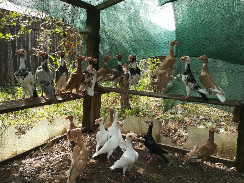 MATCA PT.2019 - CARRIER PT MATCA 2019