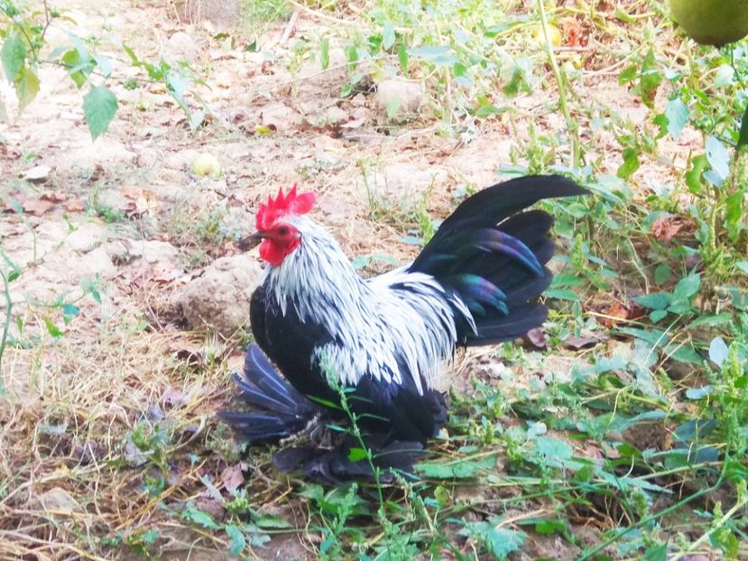  - Mii de Flori mesteacan