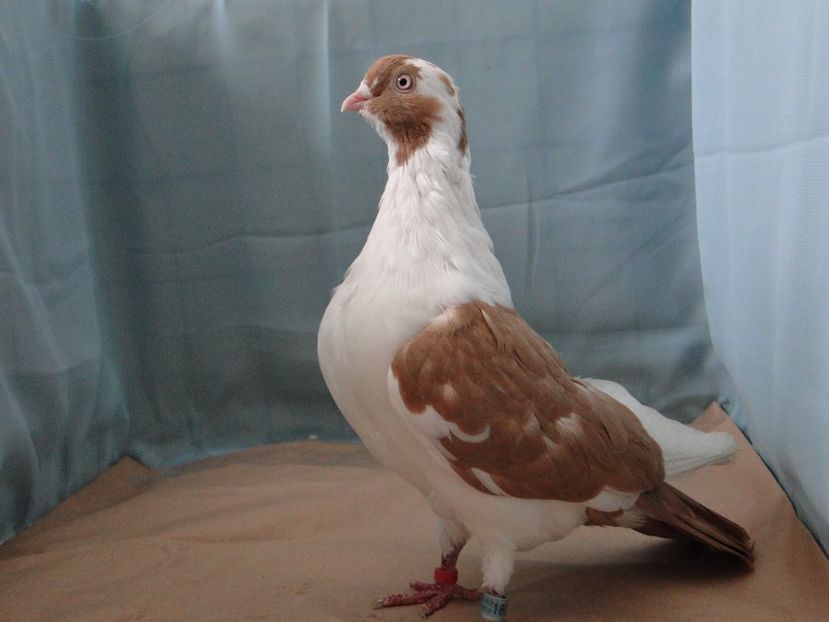 M 2016 - porumbei care mi-au apartinut