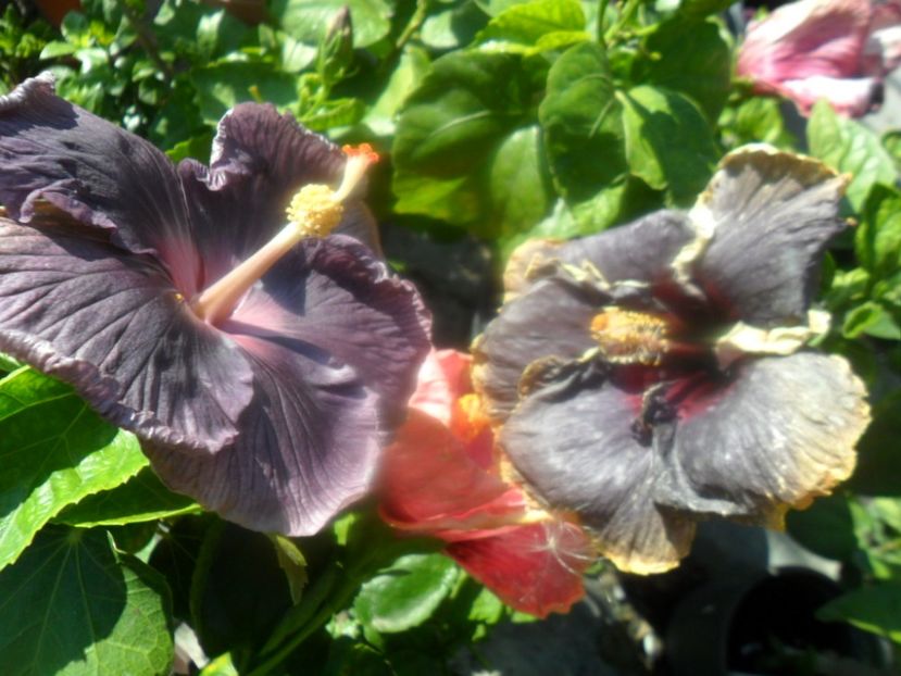  - hibiscusi 2018 7