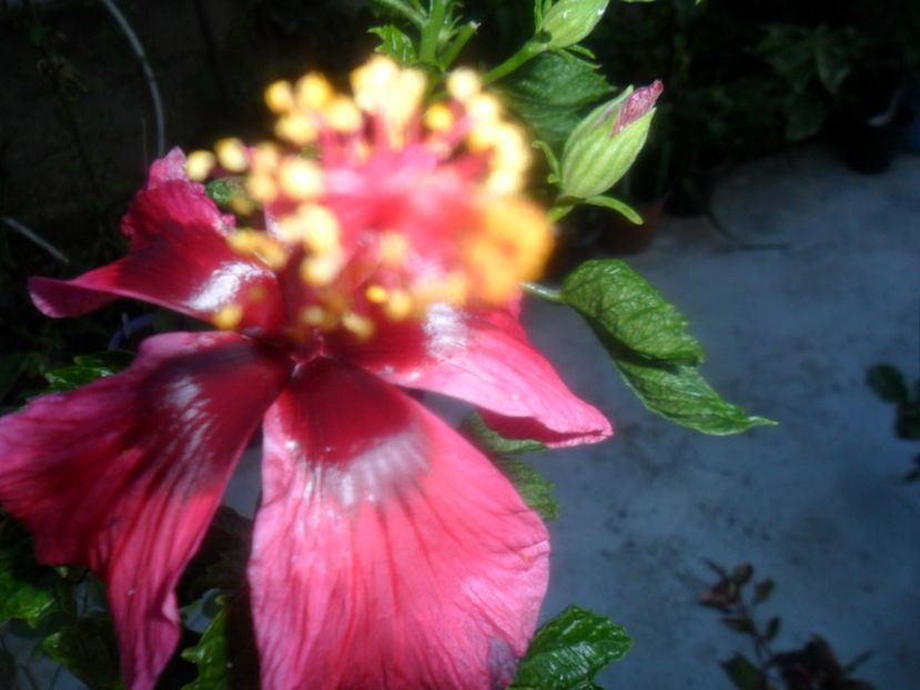  - hibiscusi 2018 7