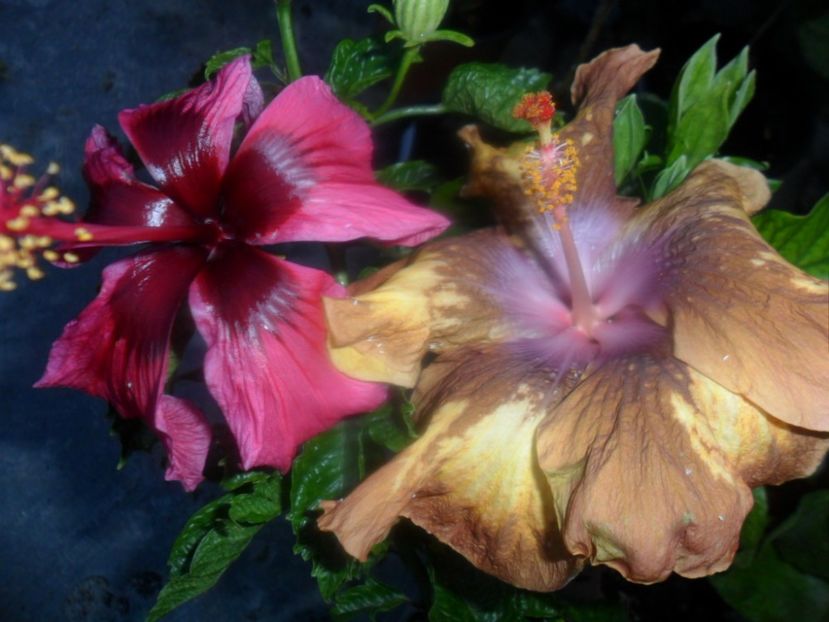  - hibiscusi 2018 7