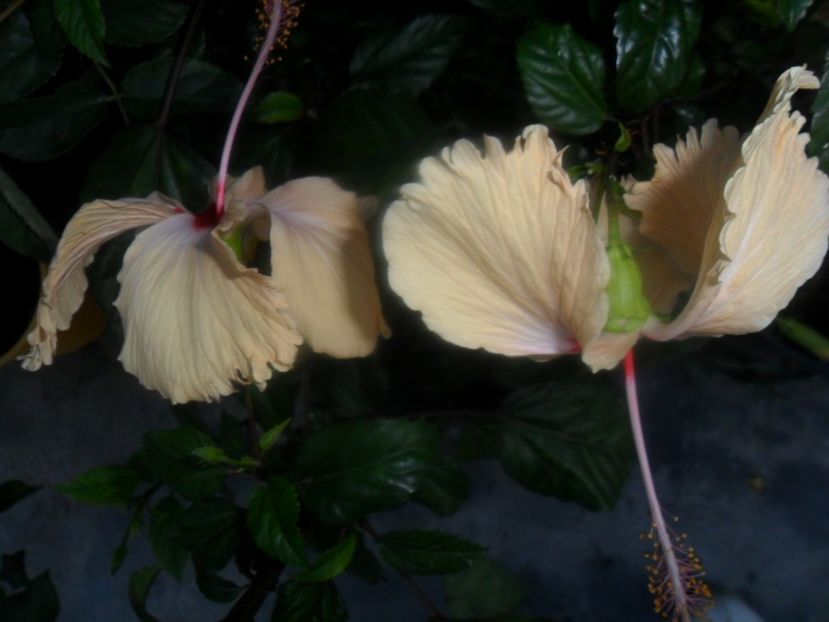  - hibiscusi 2018 7