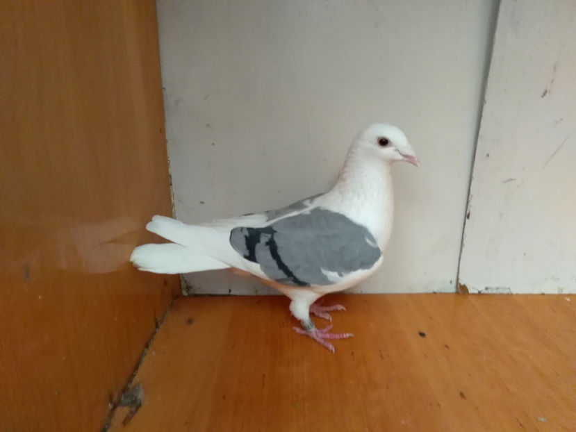 F.2016 - Porumbei  vinduti