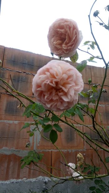  - Abraham Darby