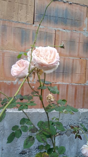  - Abraham Darby