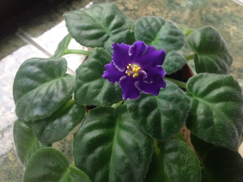  - Podvenechnaia sport