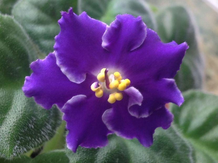  - Podvenechnaia sport