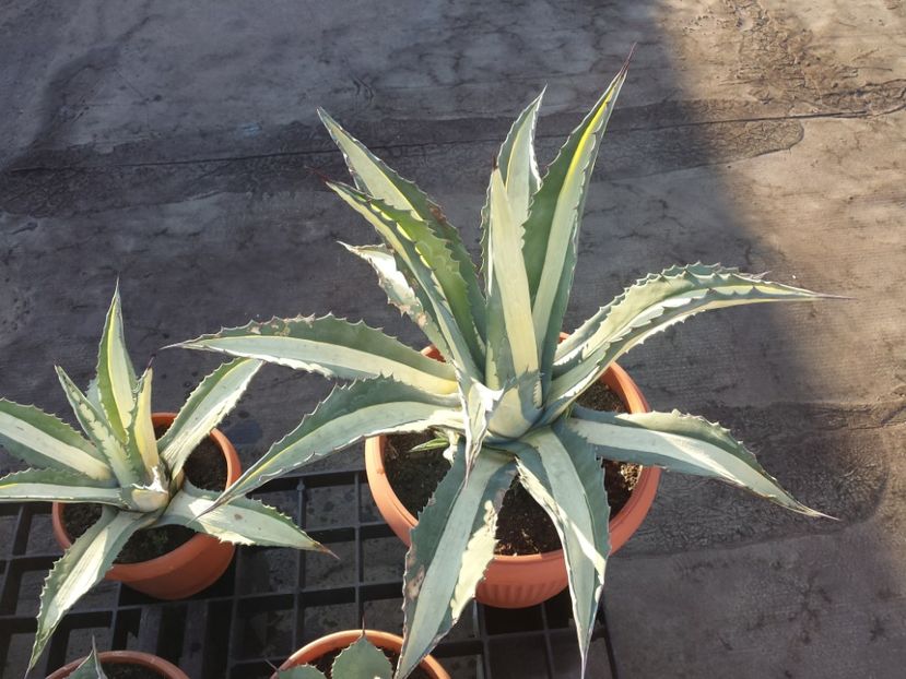  - Agave - 2018 - 2020