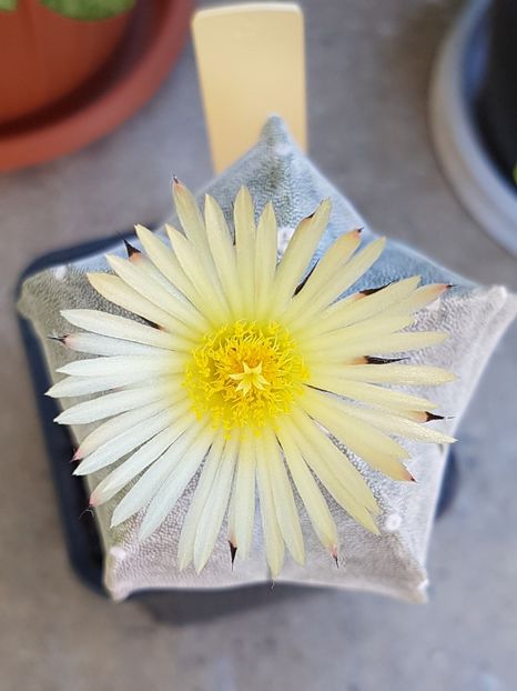  - Cactusi si plante suculente 2017-2018-2019