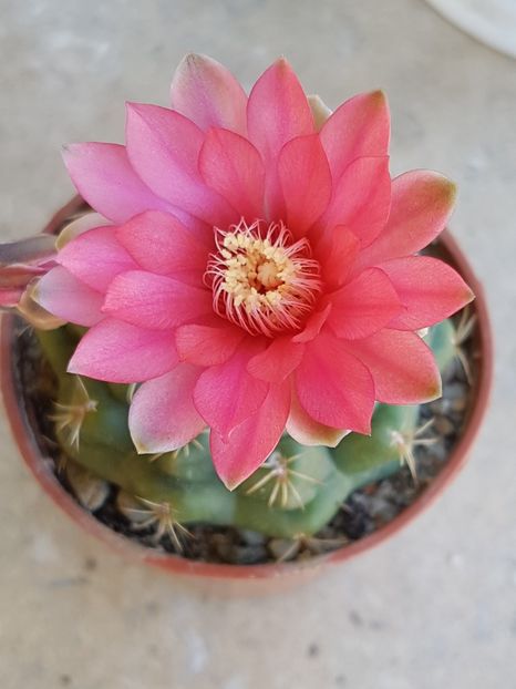  - Cactusi si plante suculente 2017-2018-2019